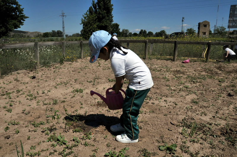 Procedencia verduras