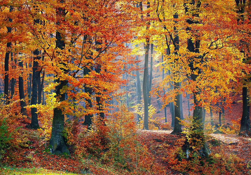 semana ciencias 2011