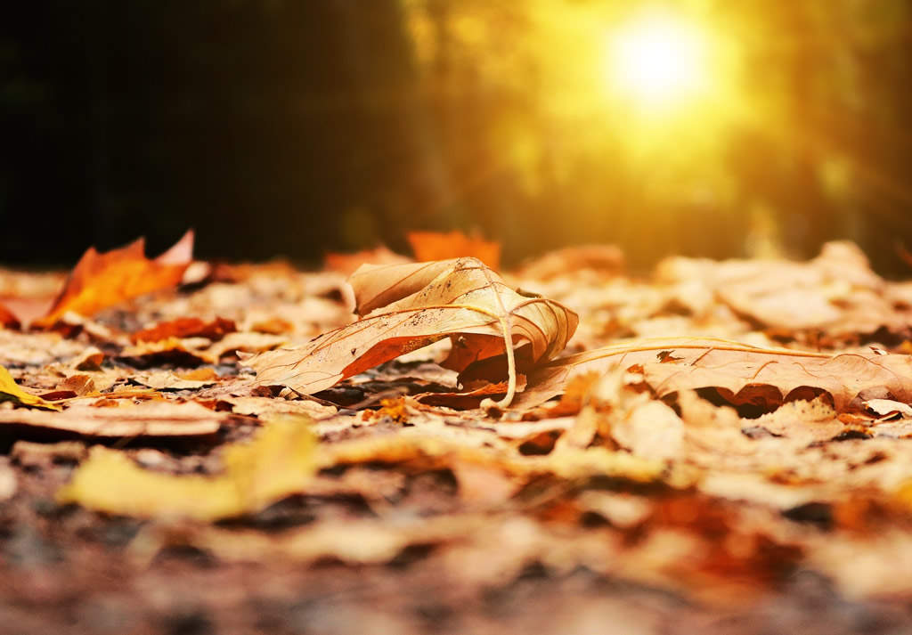 semana ciencias 2015